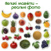 Набор магнитов для детей Magdum ML4031-11 EN Фрукты и ягоды, 25 шт. (ML4031-11 EN-RT)