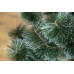 Сосна Засніжена 2,5 м