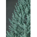 Виденская ель 3,0 м Премиум SIGA Ukraine елка с металлической подставкой Голубая