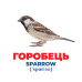 Карточки Домана Ranok Creative 10107193 E, Гений с пеленок. Птицы Украины (10107193-RT)